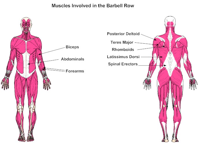 Muscles Involved in the Barbell Row